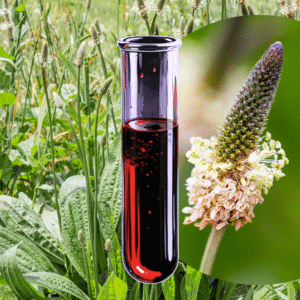 Allergy to ribwort plantain (Plantago lanceolata)