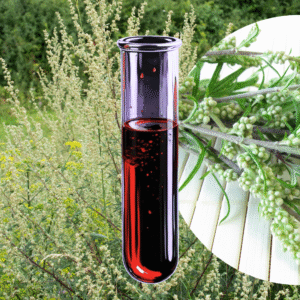 Allergy to common mugwort (Artemisia vulgaris)