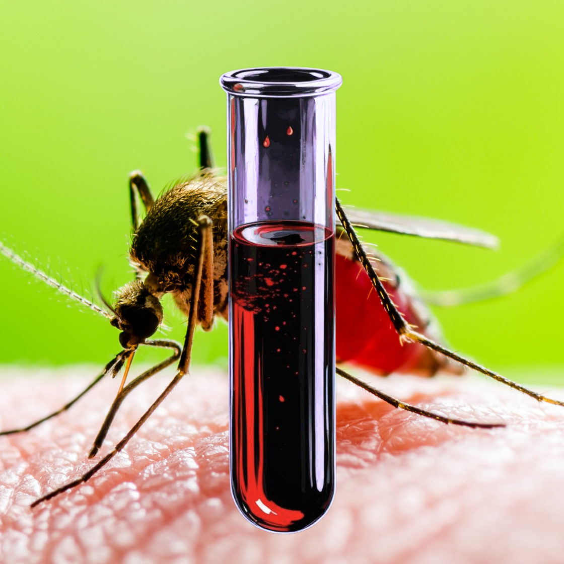 Allergy to mosquito venom